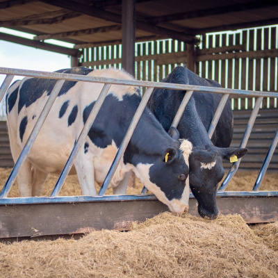 Ahdb Cereals  Oilseeds