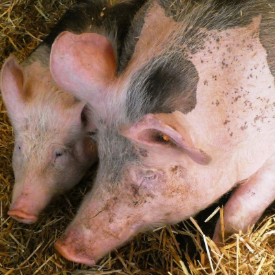 Ahdb Cereals  Oilseeds