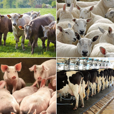 Ahdb Cereals  Oilseeds