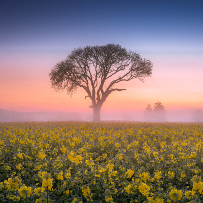 Ahdb Cereals  Oilseeds