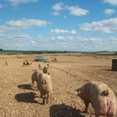 Ahdb Cereals  Oilseeds