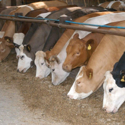 Ahdb Cereals  Oilseeds