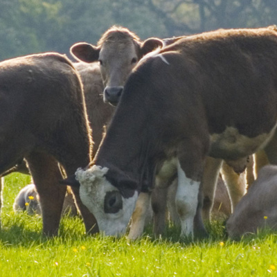 Ahdb Cereals  Oilseeds