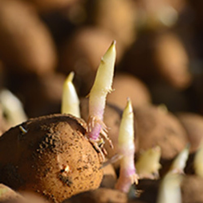 Ahdb Cereals  Oilseeds