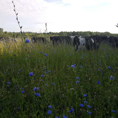 Ahdb Cereals  Oilseeds