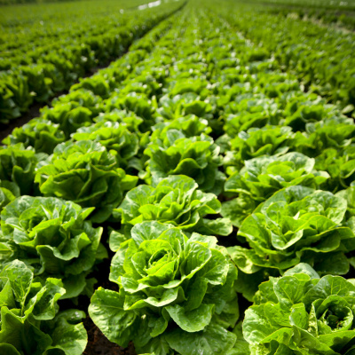 Ahdb Cereals  Oilseeds