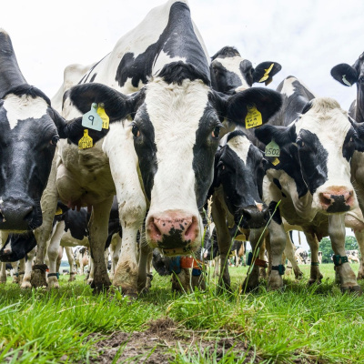 Ahdb Cereals  Oilseeds