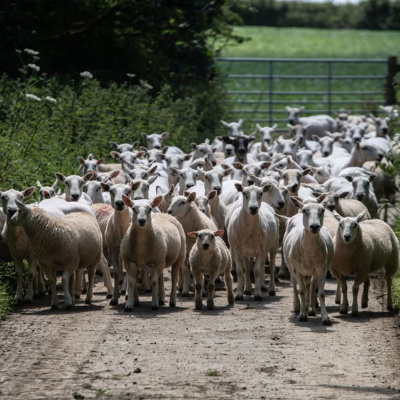 Ahdb Cereals  Oilseeds