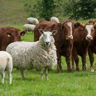 Ahdb Cereals  Oilseeds