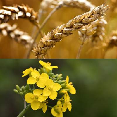 Ahdb Cereals  Oilseeds