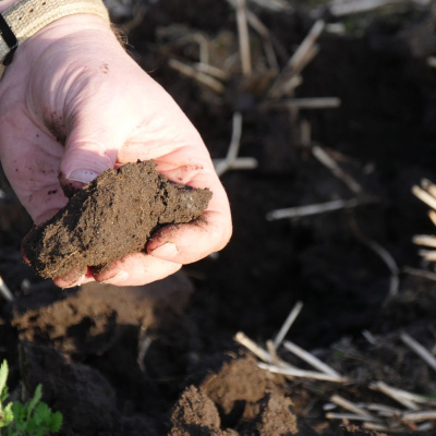Ahdb Cereals  Oilseeds
