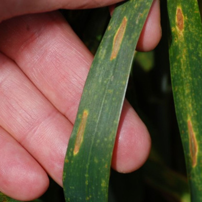 Ahdb Cereals  Oilseeds