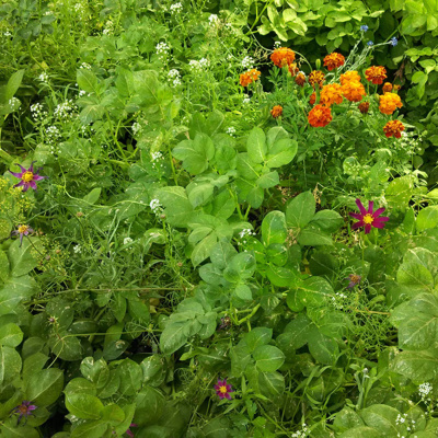 Ahdb Cereals  Oilseeds