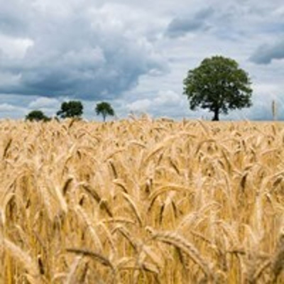 Ahdb Cereals  Oilseeds