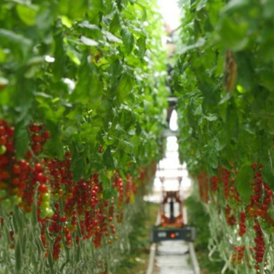 Ahdb Cereals  Oilseeds