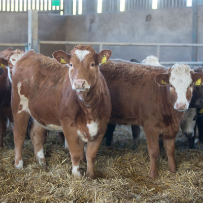 Ahdb Cereals  Oilseeds