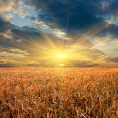 Ahdb Cereals  Oilseeds