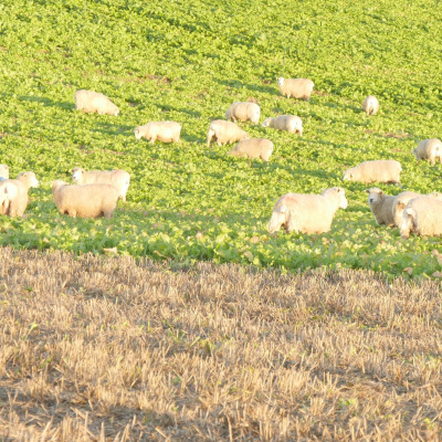 Ahdb Cereals  Oilseeds