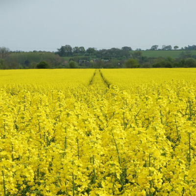Ahdb Cereals  Oilseeds