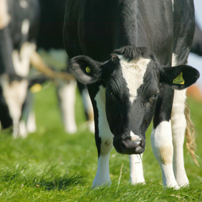 Ahdb Cereals  Oilseeds