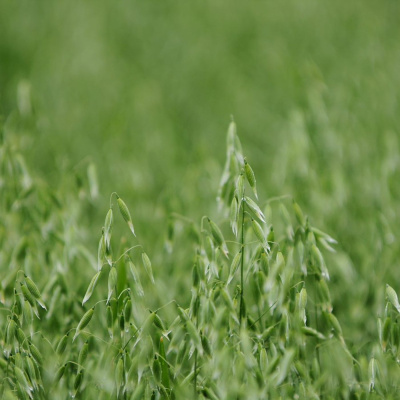 Ahdb Cereals  Oilseeds