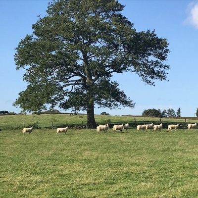 Ahdb Cereals  Oilseeds