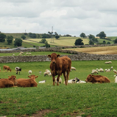 Ahdb Cereals  Oilseeds