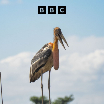 Global News Podcast