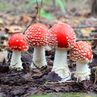 Blei, Fliegenpilz und Co. - Gift (1/2)