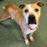 The Mason Jar Cafes Furry Friends Friday featuring Mella!