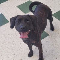 The Mason Jar Cafes Furry Friends Friday featuring Milani!