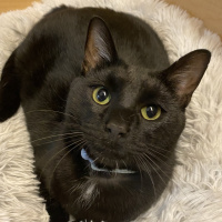 The Mason Jar Cafe presents Furry Friends Friday featuring Midnight!