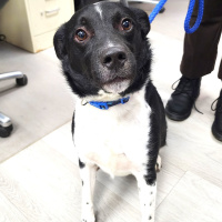 The Mason Jar Cafes Furry Friends Friday featuring Phillip!