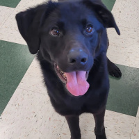The Mason Jar Cafes Furry Friends Friday featuring Frankie!
