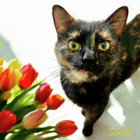 The Mason Jar Cafes Furry Friends Friday featuring Soula