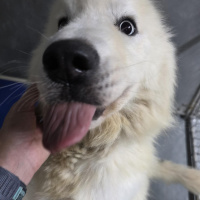 The Mason Jar Cafes Furry Friends Friday featuring Elsa!