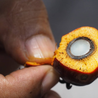 I palmoljans spår - om superväxten som blev en klimatbov