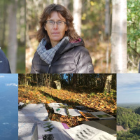 Kampen om skogen 1: Om konflikten mellan barr och löv.