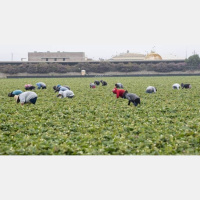Pesticides Pose Significant Risk For Pregnant Farmworkers On Central Coast