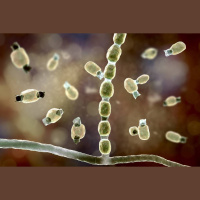 Valley Fever Cases Skyrocket in Salinas Valley