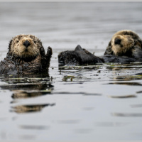 Proposed Change to Endangered Species Act Threatens Californias Sea Otter Haven