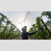 Heat-Related Deaths For Farmworkers Persist And Employers Often Avoid Consequences