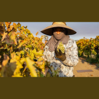 Californias Aging Farm Labor Work Force Leaves Questions About The Future Of Agriculture