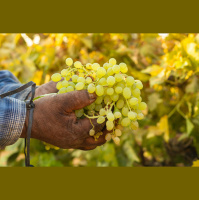 After a Tough Season, Wine Country Famers Are Working to Harvest Grapes