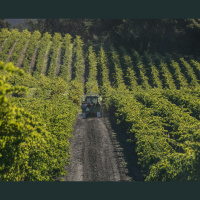 Sonoma County Wineries Have Mixed Feelings On Wine Improvement District Plan