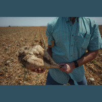 Imperial County Tries To Save Sugar Beet Industry
