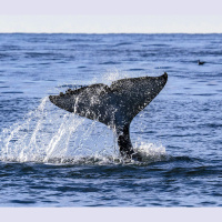 Whales Face Increasing Risks In Busy Santa Barbara Channel