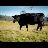 Hikers Can Walk Among Grazing Cattle At New Coastal National Monument