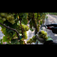 Sonoma Wineries Prepare For Possible Impacts from Immigration Enforcement