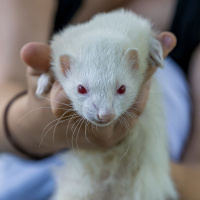 DJ Maynard a ferret down the rabbit hole Ep 96